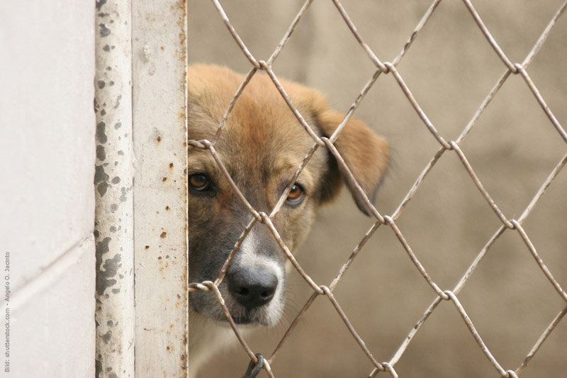 Tierheim Berlin Hunde Reporter