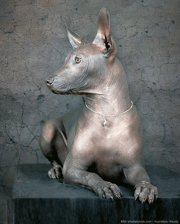 Der Xoloitzcuintle, der mexikanische Nackthund Hunde Reporter