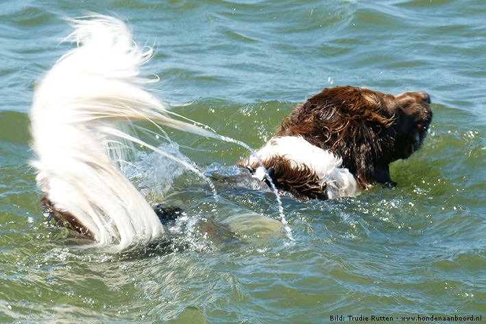 Alle Hunde können schwimmen FALSCH! Hunde Reporter
