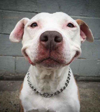 smiling-dog-stray-pit-bull-adopted-brinks-08